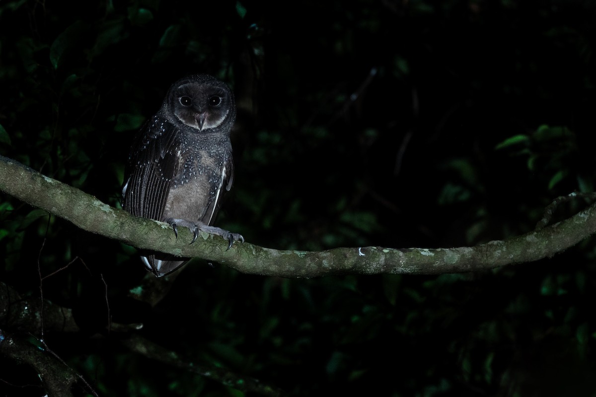 Sooty Owl (Greater) - ML628399405