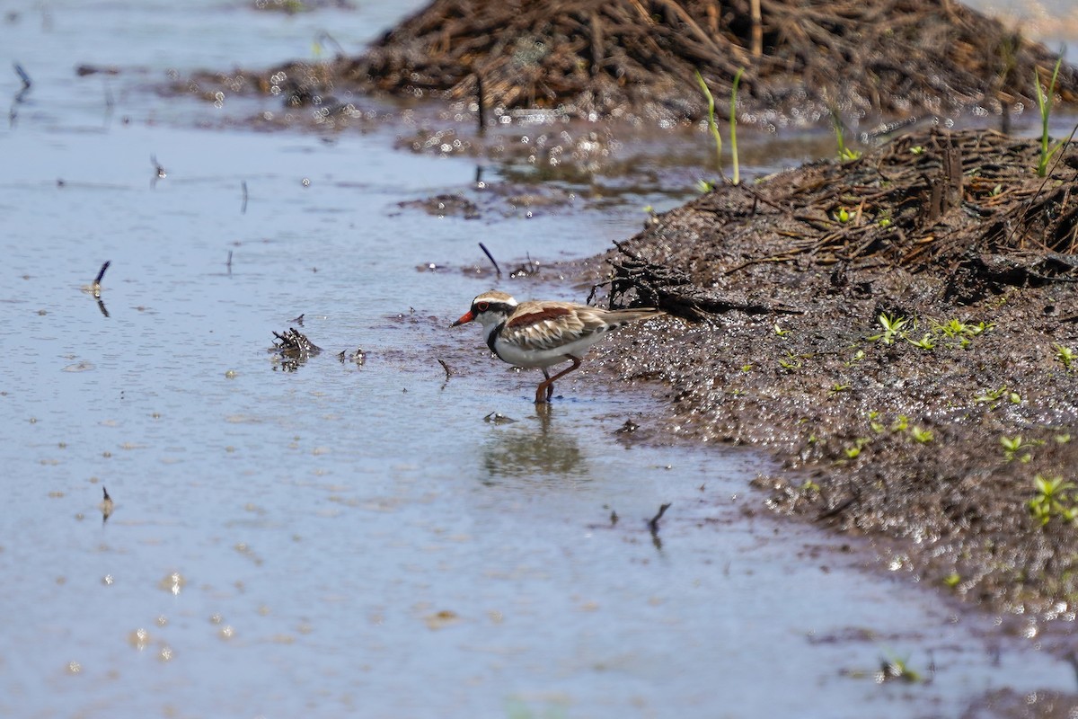 Black-fronted Dotterel - ML628399653