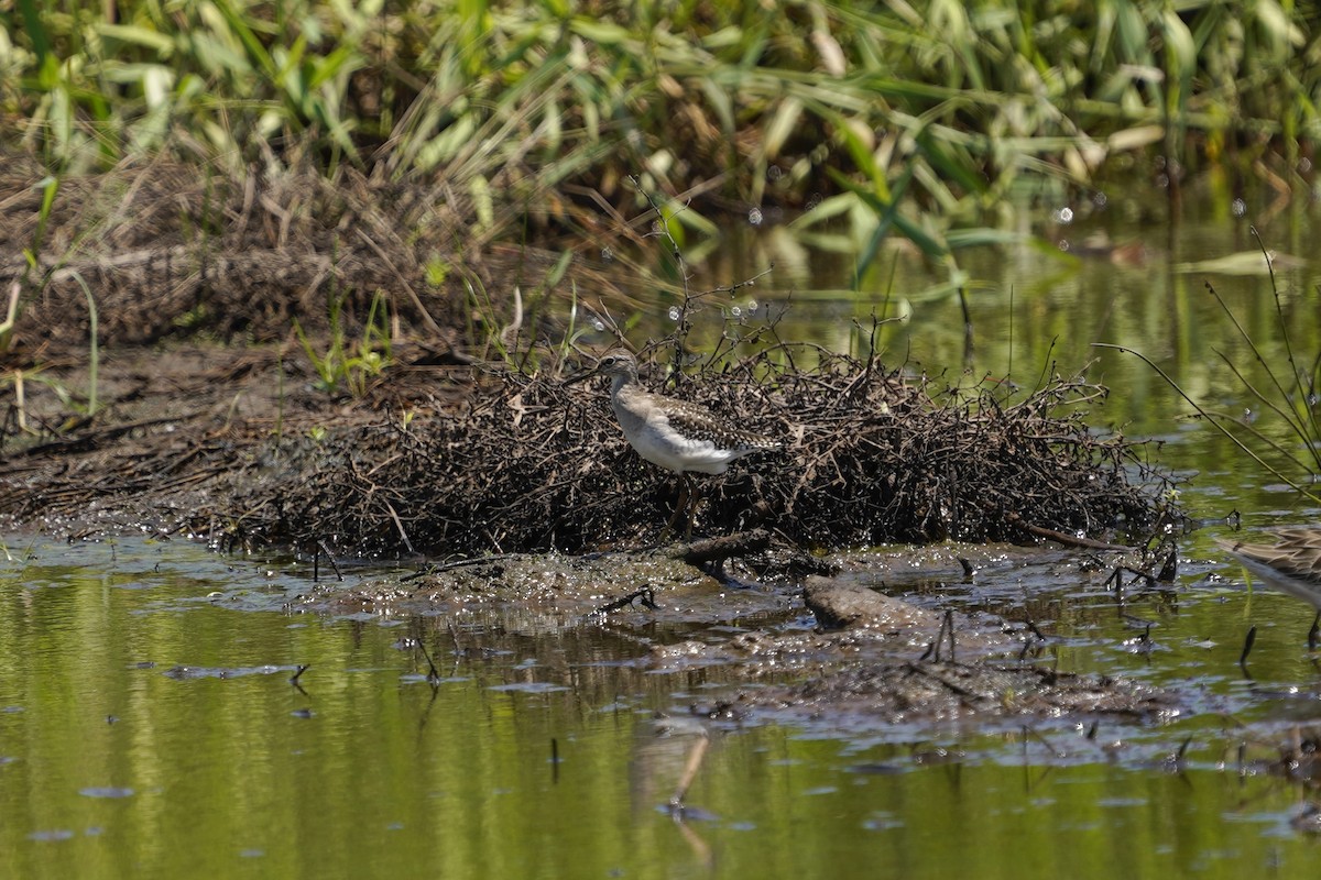 Wood Sandpiper - ML628399683