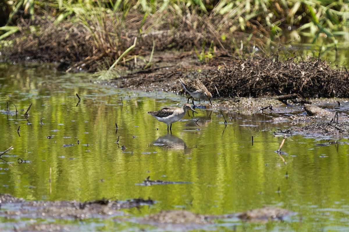 Wood Sandpiper - ML628399685