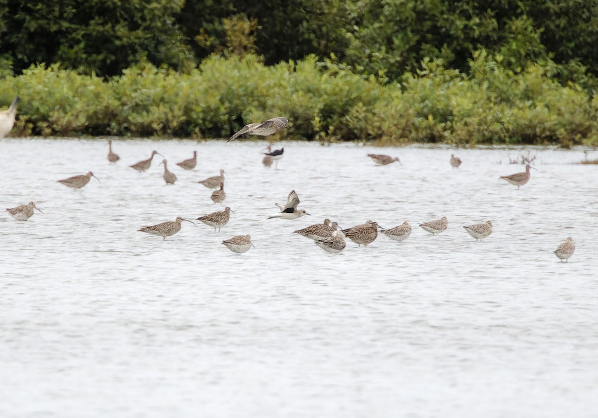 Black-bellied Plover - ML628399789