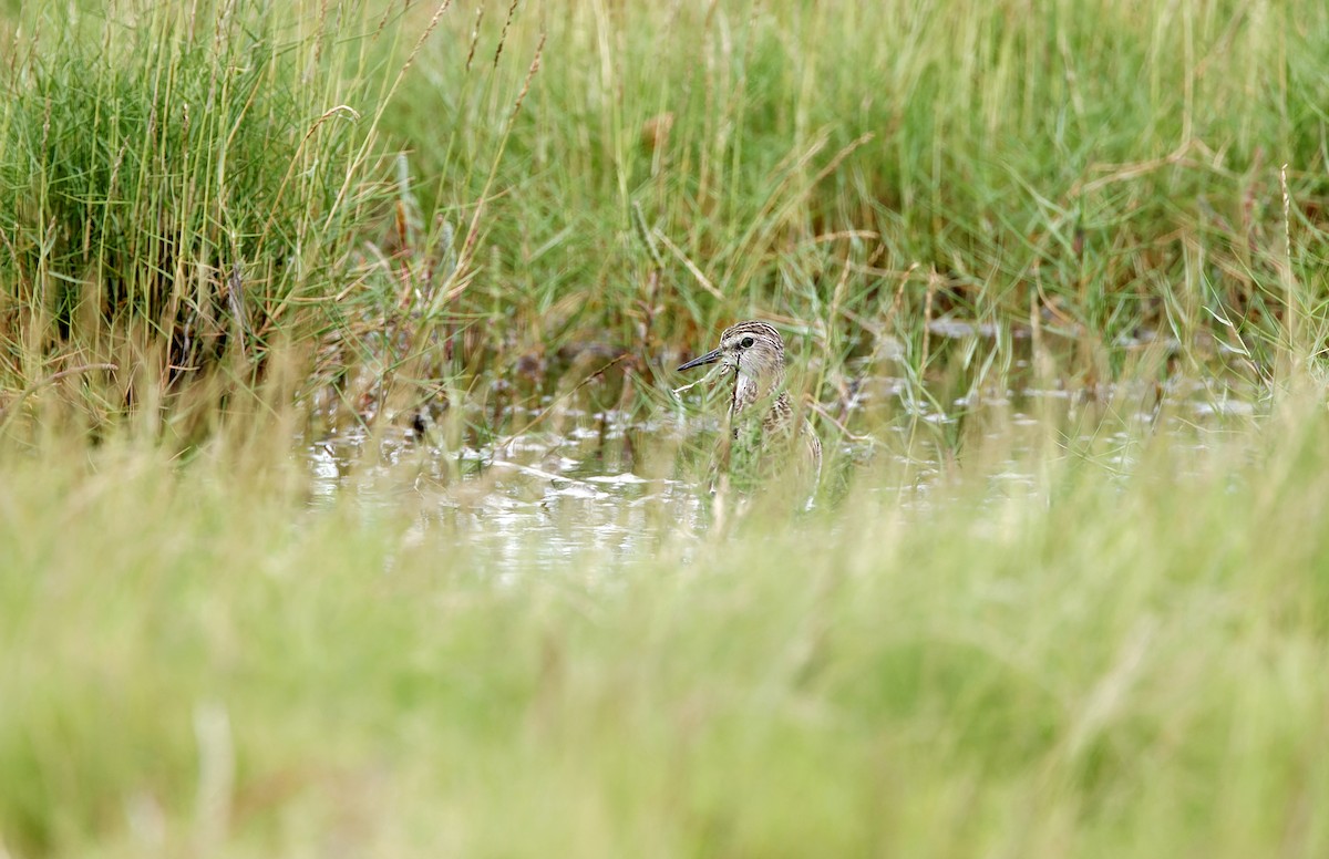 Long-toed Stint - ML628399797