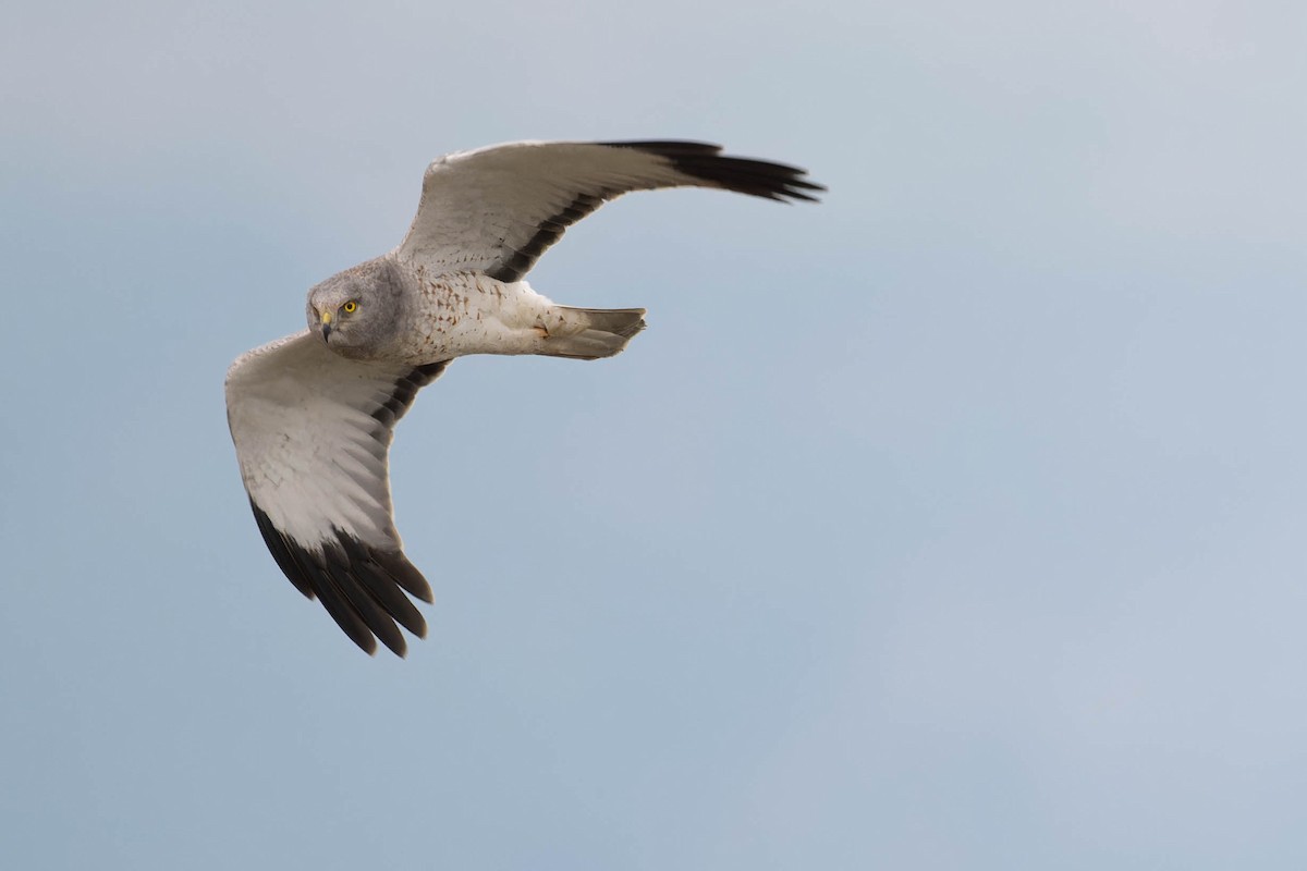 Northern Harrier - ML628399923