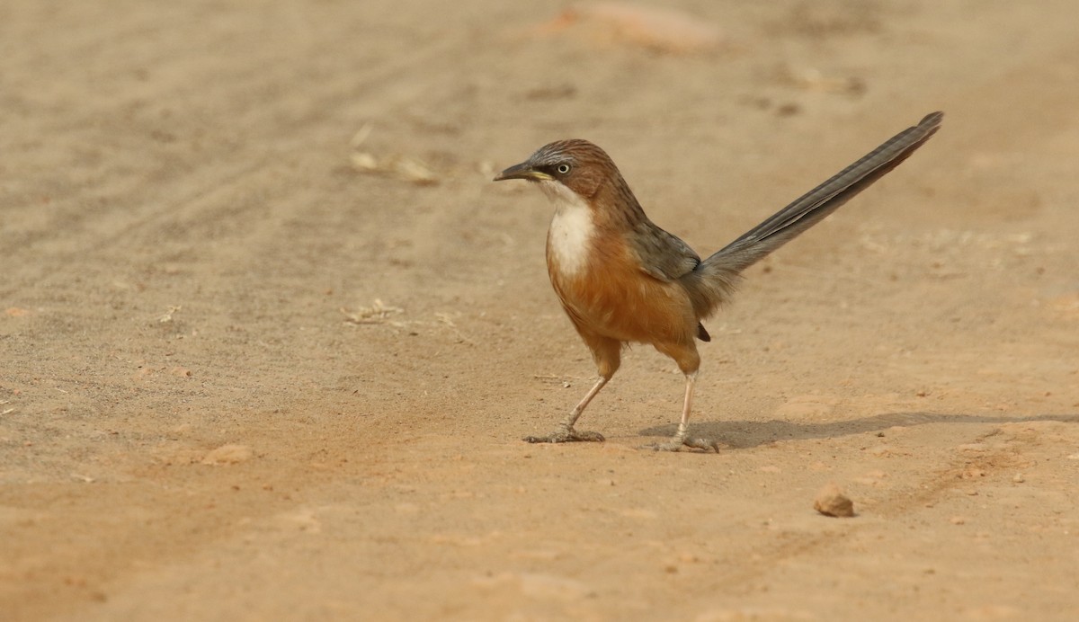 White-throated Babbler - ML628399959