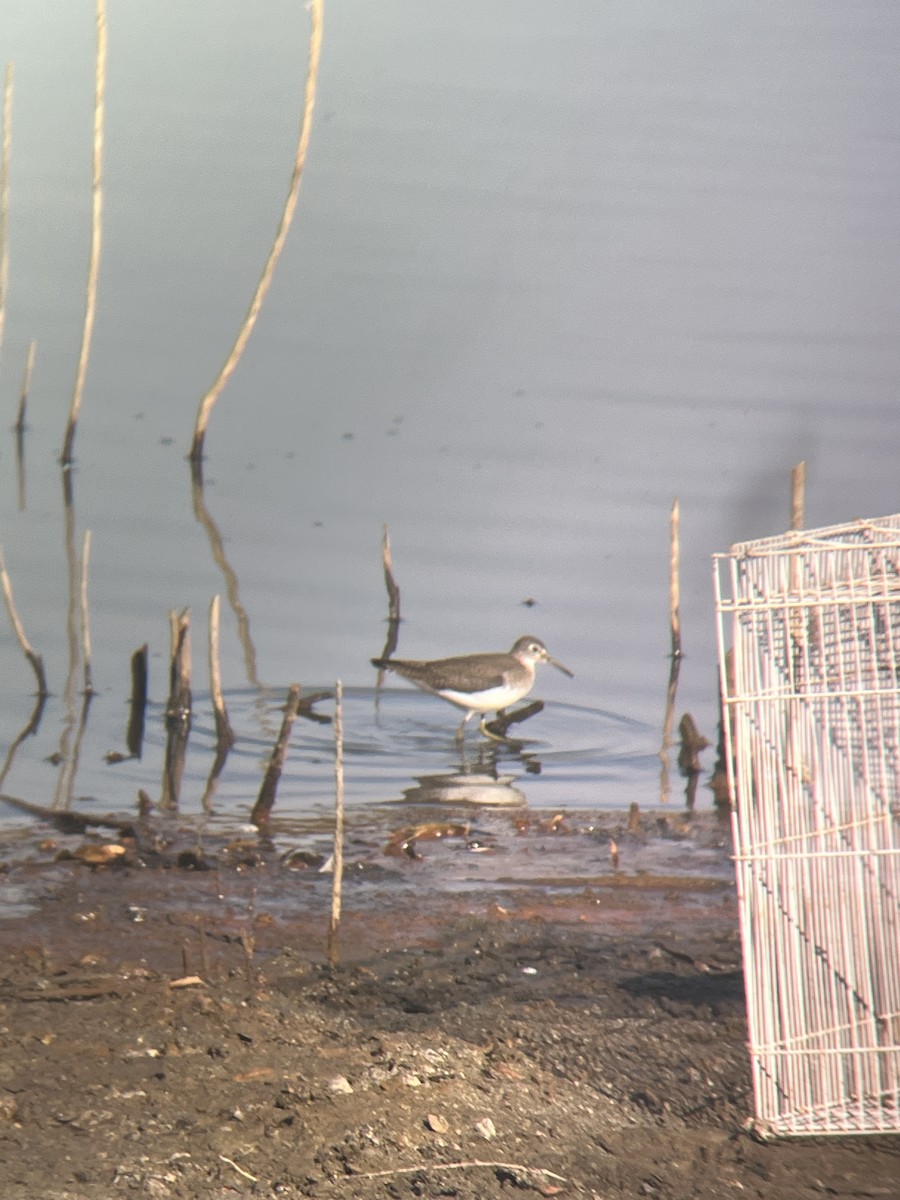 Solitary Sandpiper - ML628399994