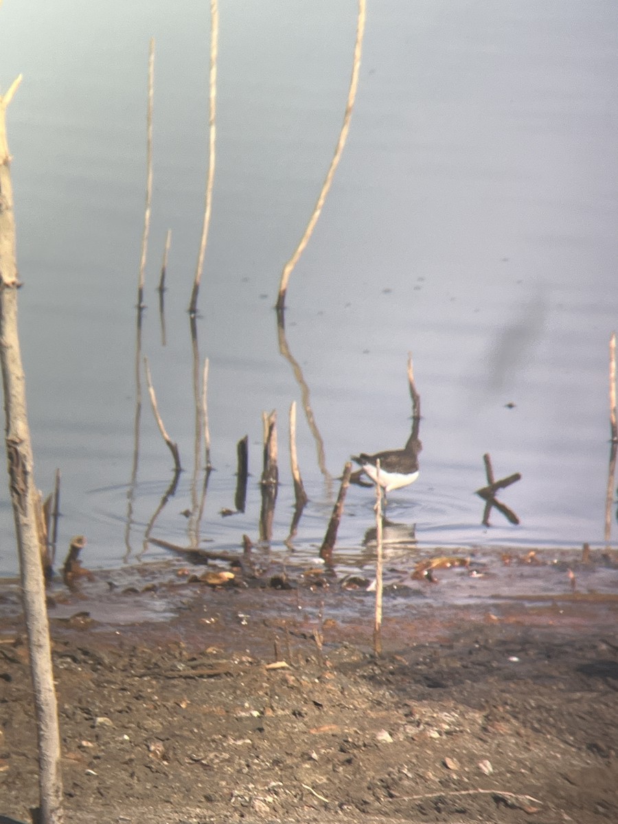 Solitary Sandpiper - ML628399996