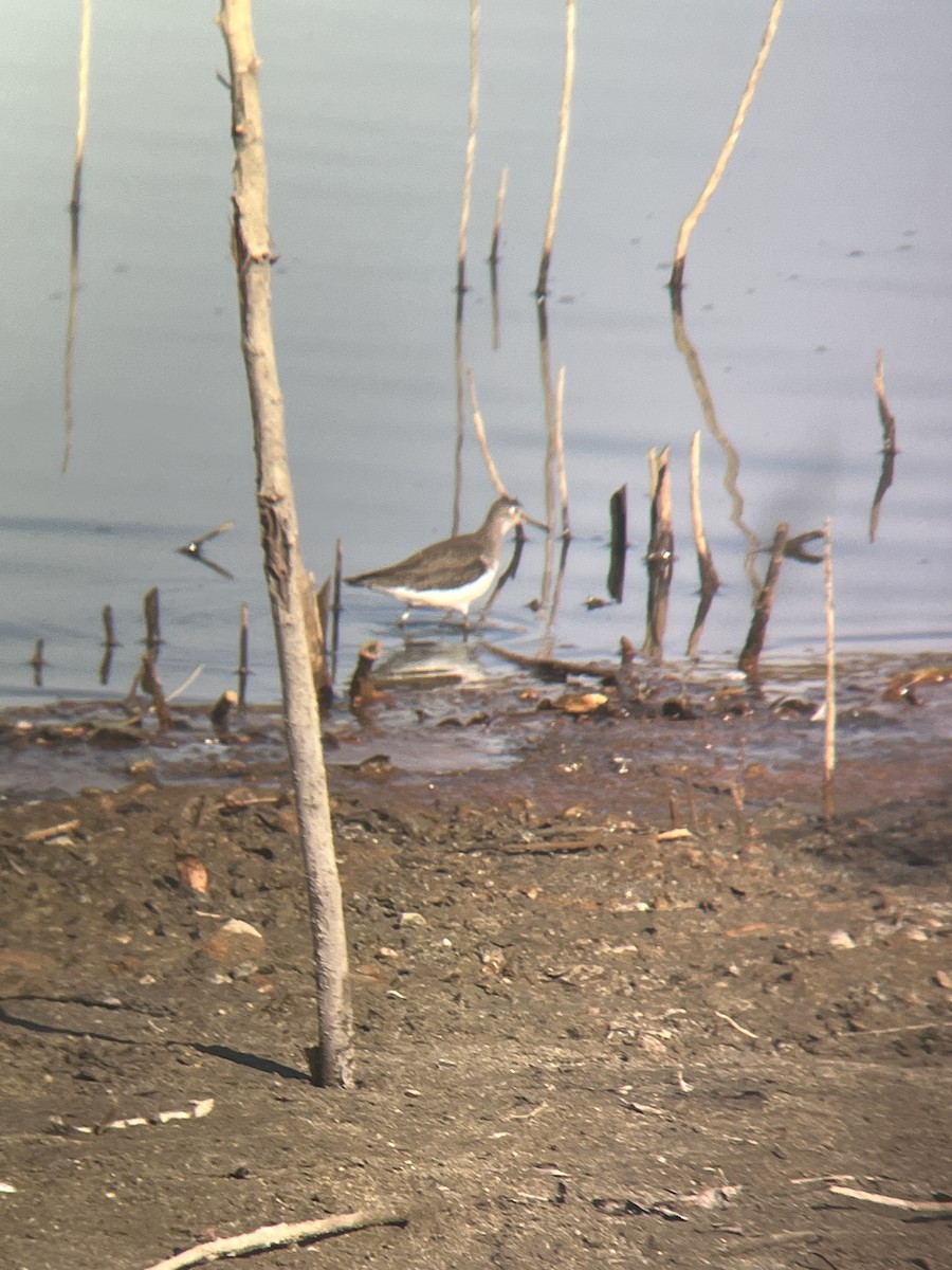 Solitary Sandpiper - ML628399999