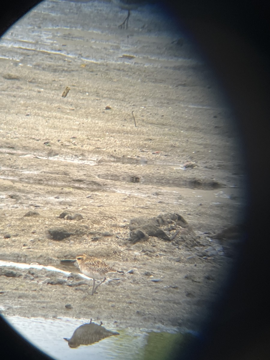 Pacific Golden-Plover - ML628400092