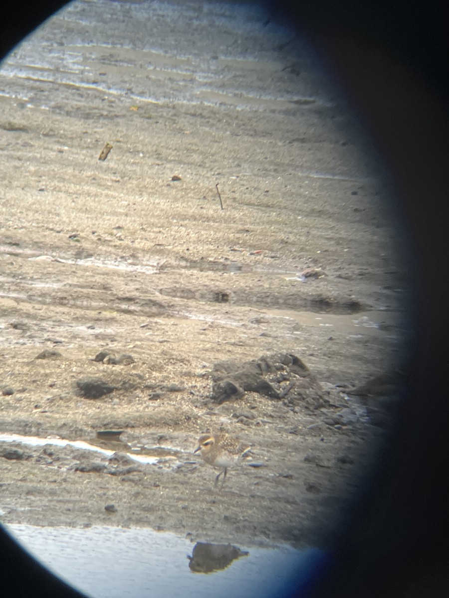 Pacific Golden-Plover - ML628400094