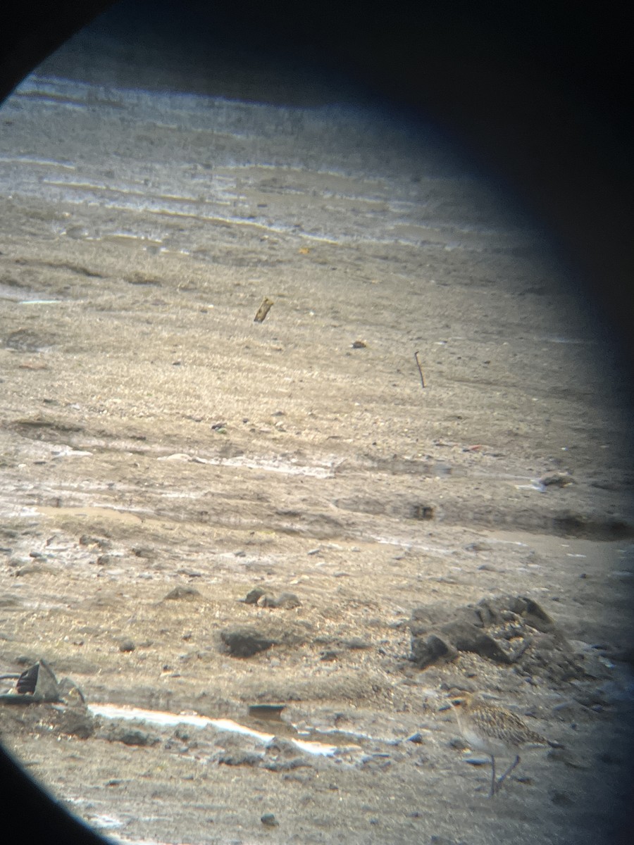 Pacific Golden-Plover - ML628400095