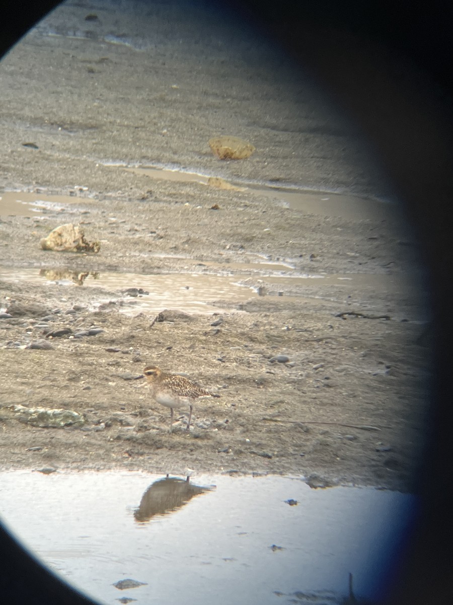 Pacific Golden-Plover - ML628400096