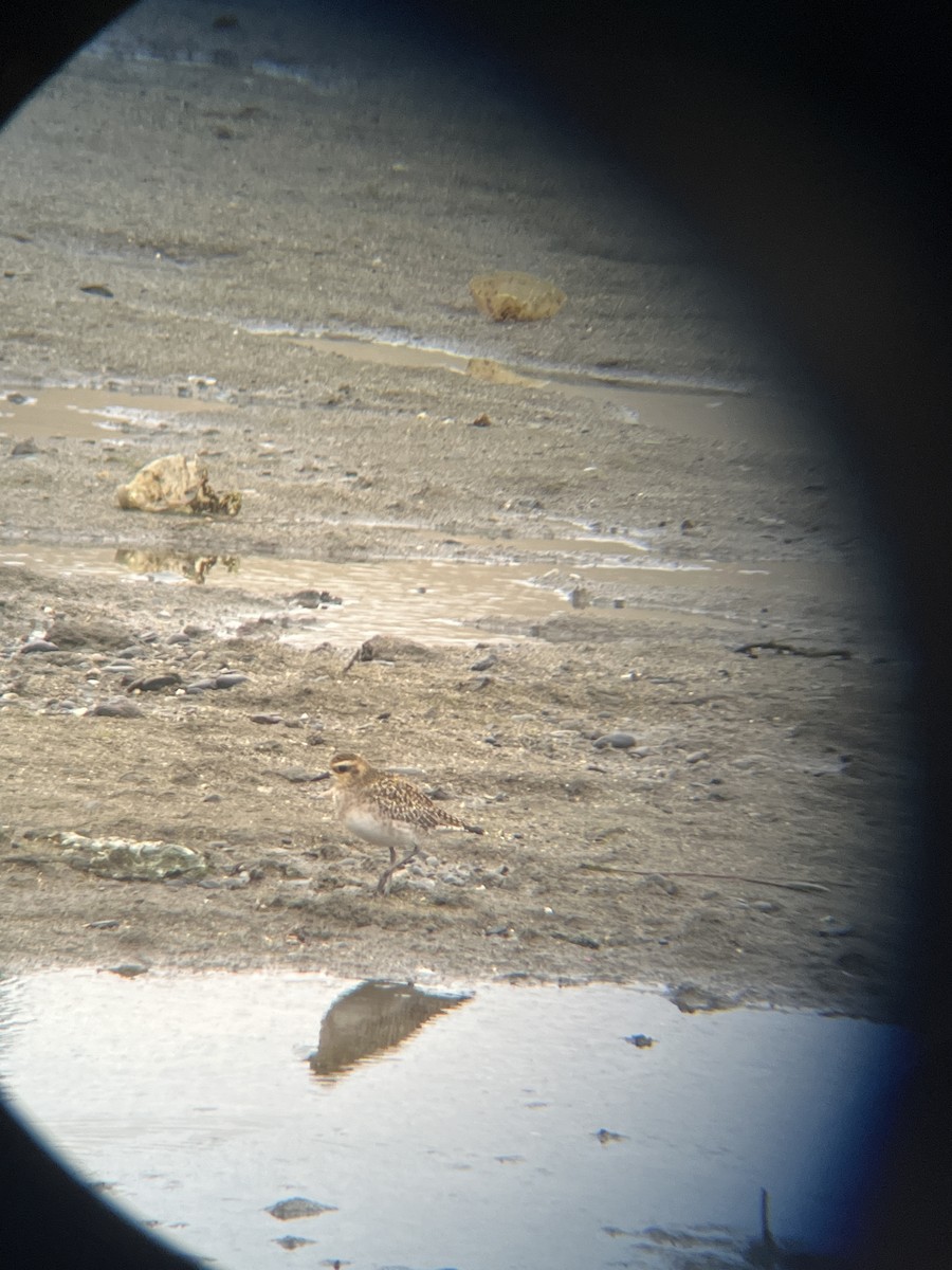 Pacific Golden-Plover - ML628400097