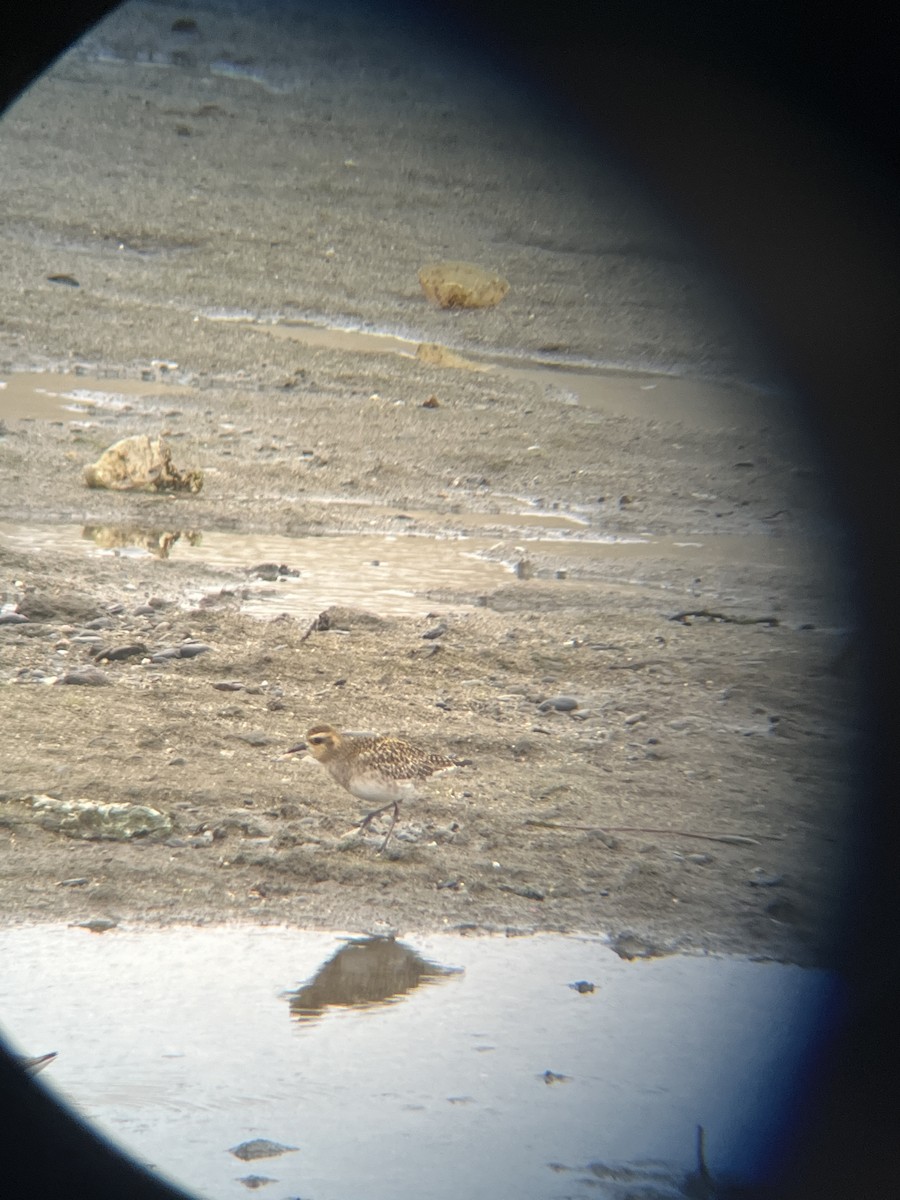 Pacific Golden-Plover - ML628400098