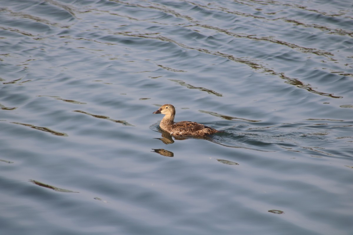 King Eider - ML628400122