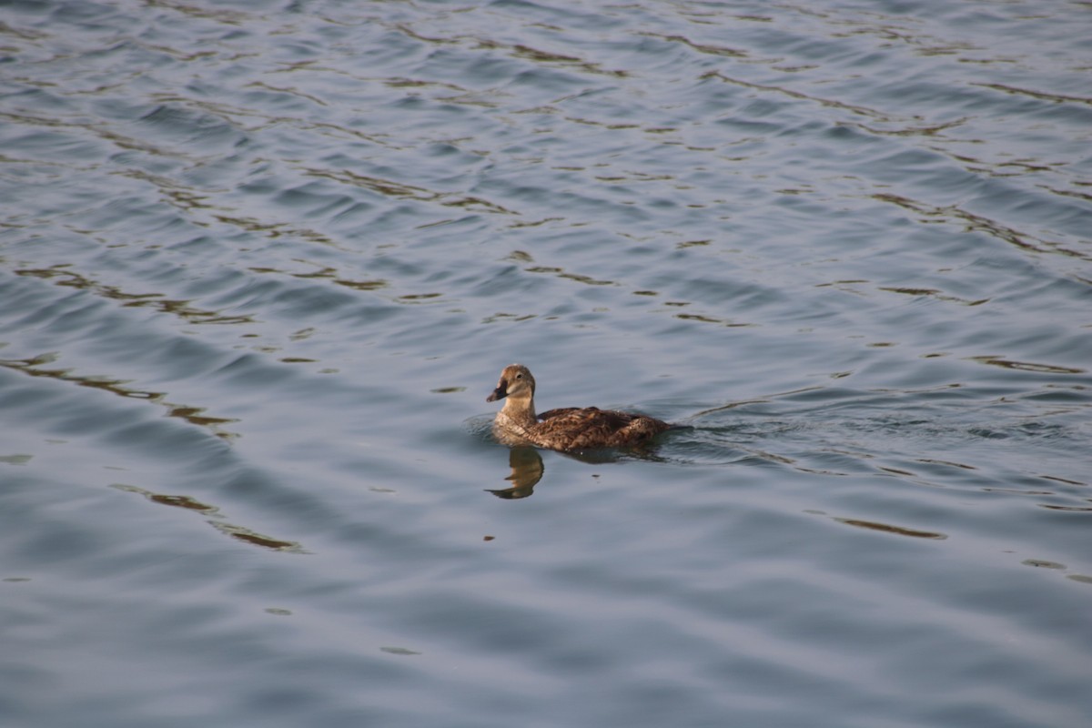 King Eider - ML628400123