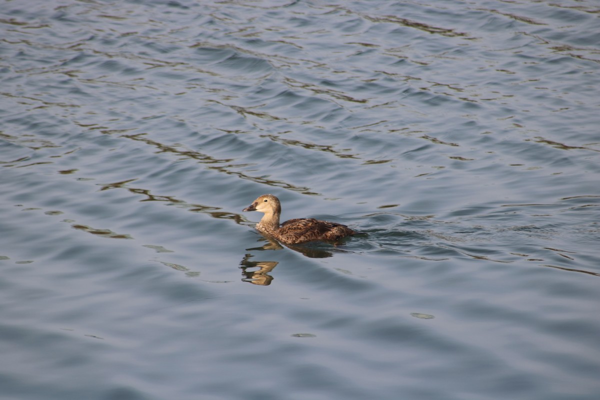 King Eider - ML628400124