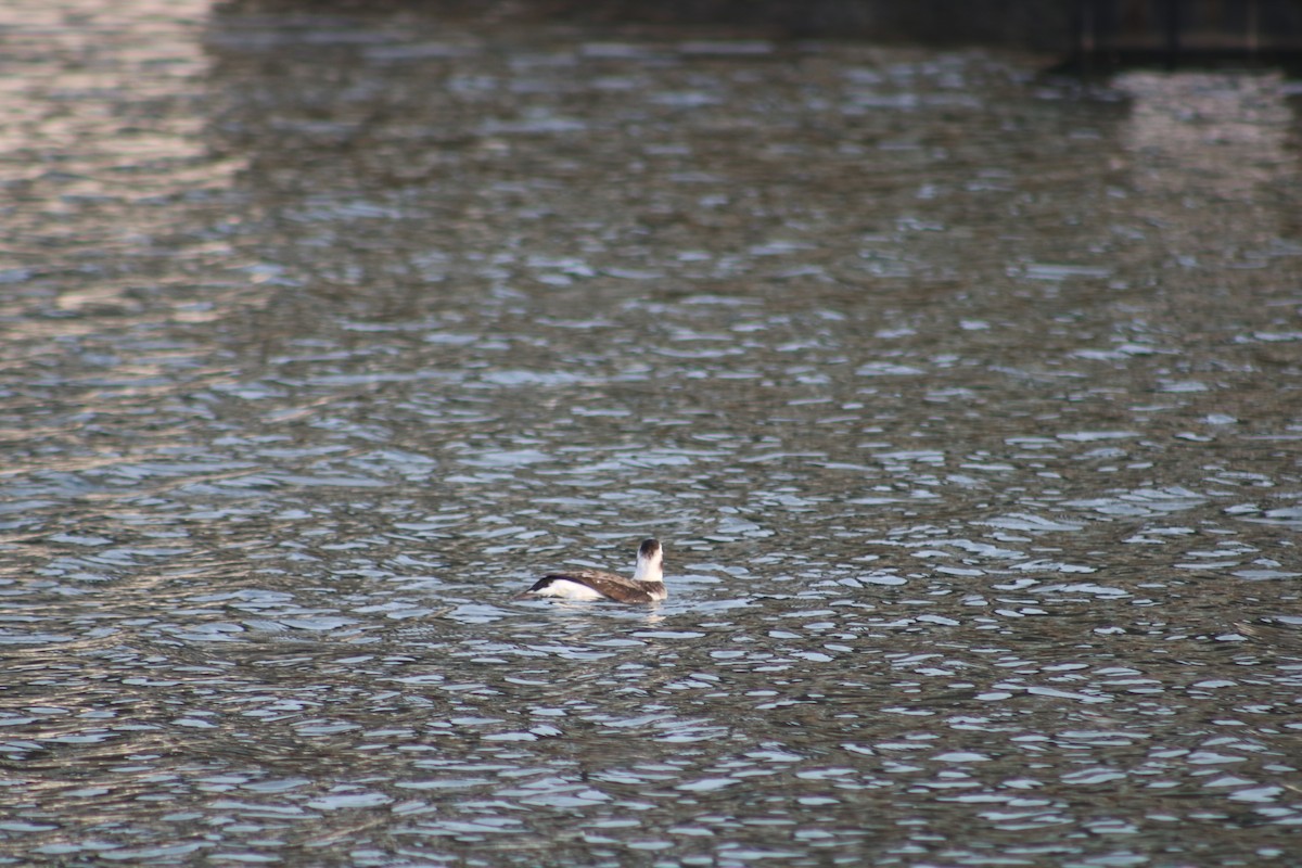 Long-tailed Duck - ML628400152