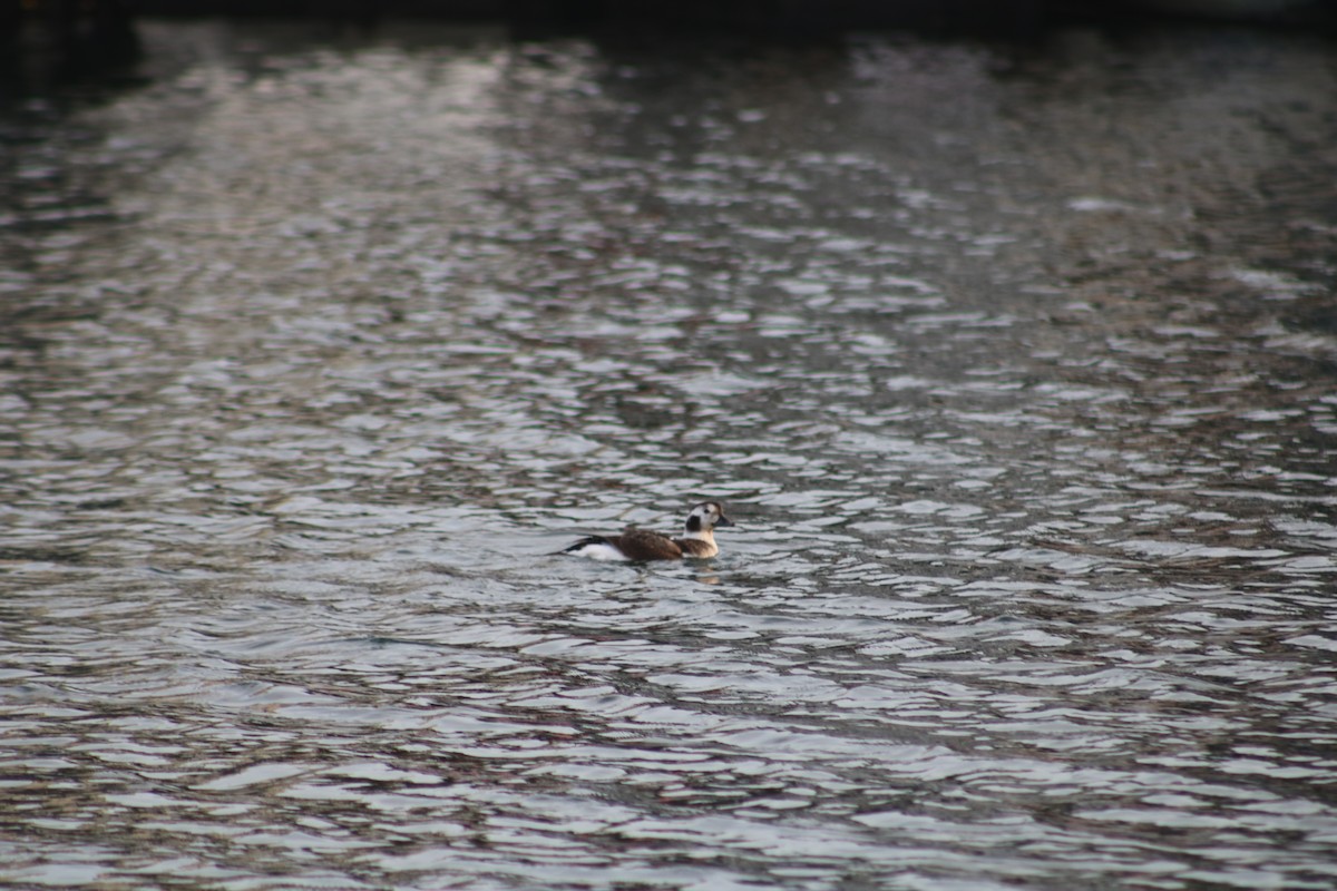 Long-tailed Duck - ML628400153