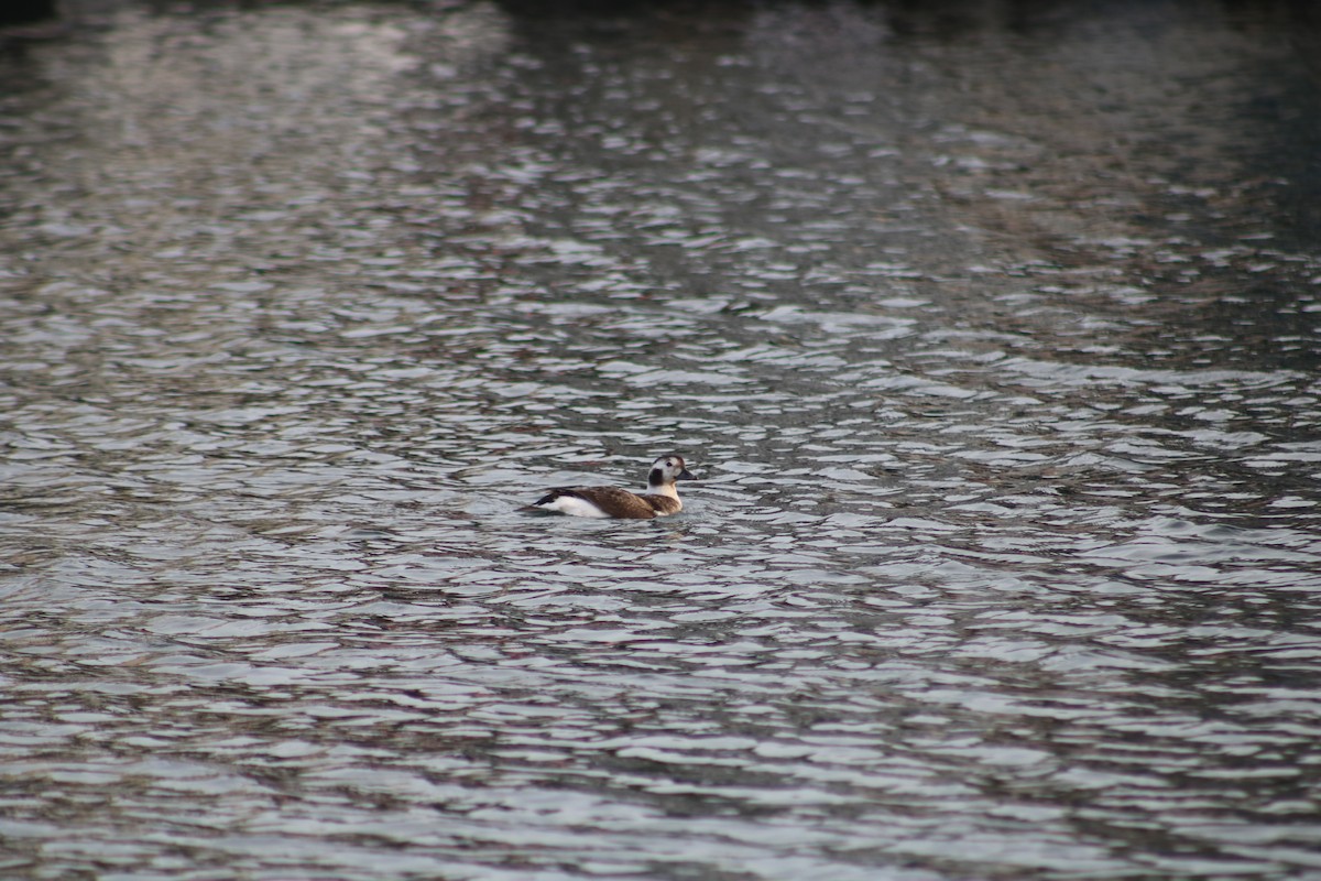 Long-tailed Duck - ML628400154