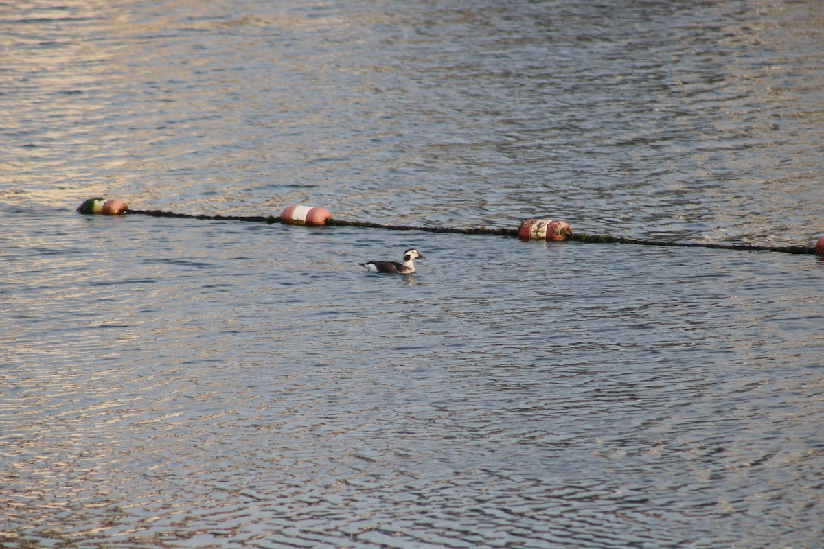Long-tailed Duck - ML628400155