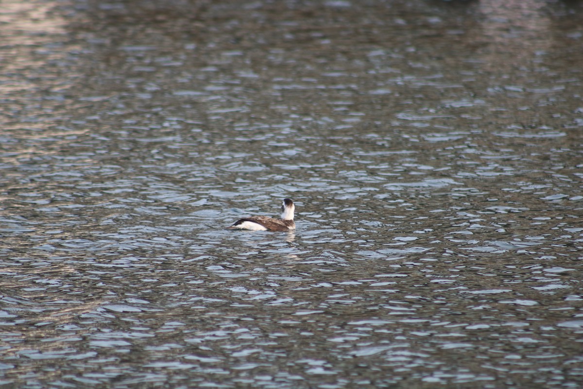 Long-tailed Duck - ML628400156