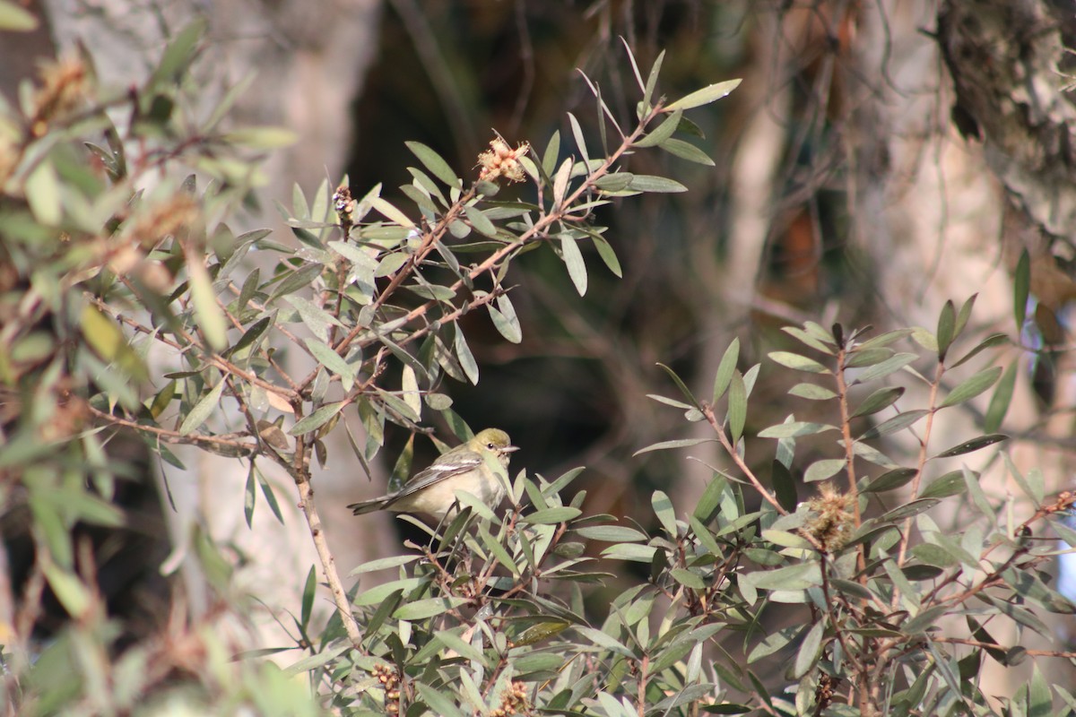 Bay-breasted Warbler - ML628400179