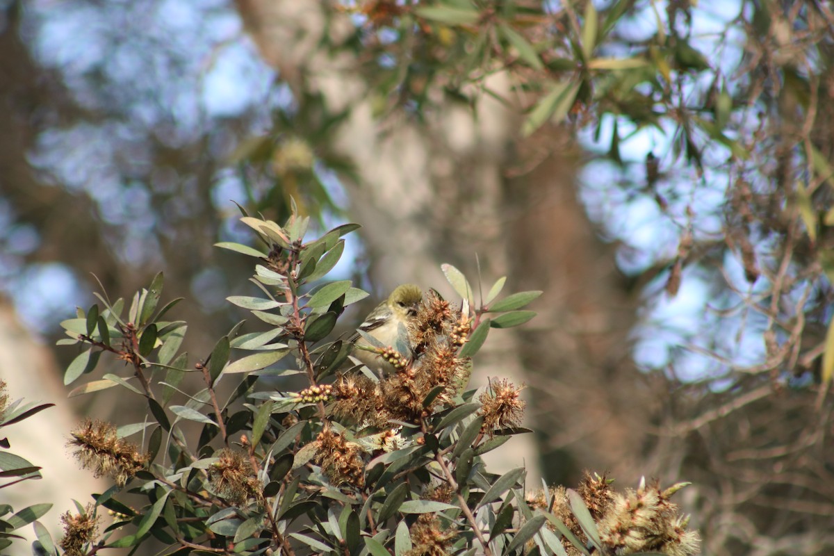 Bay-breasted Warbler - ML628400180
