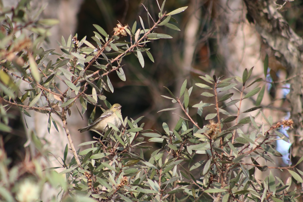 Bay-breasted Warbler - ML628400181
