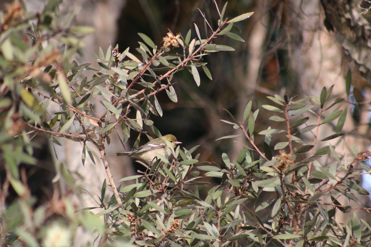 Bay-breasted Warbler - ML628400182