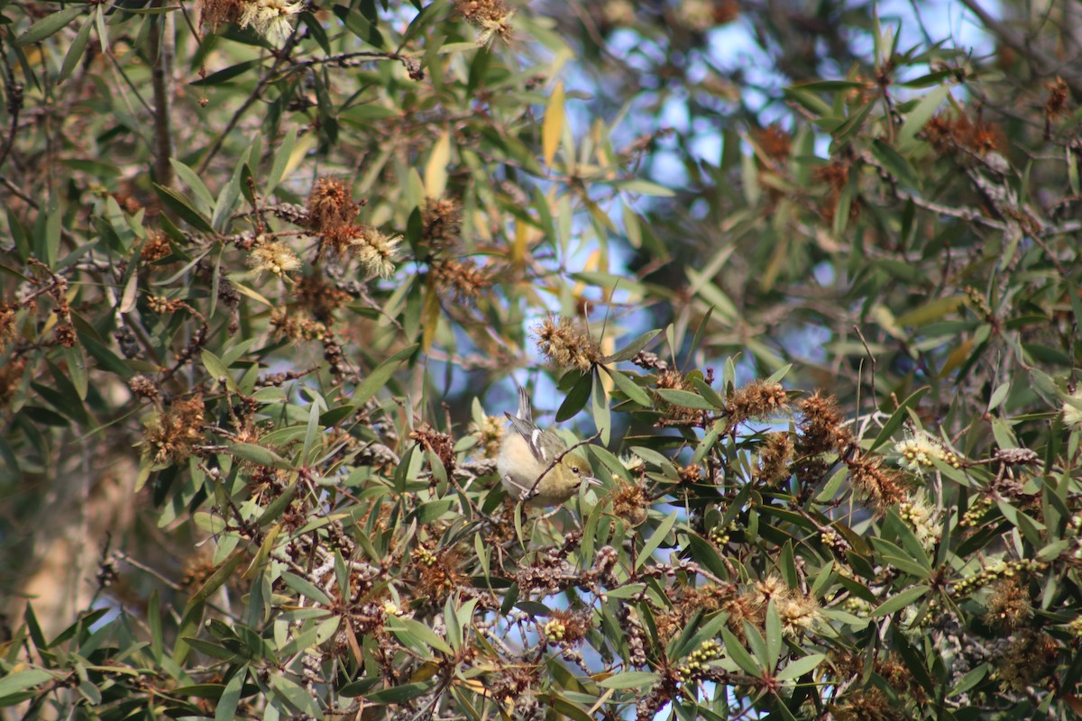 Bay-breasted Warbler - ML628400183