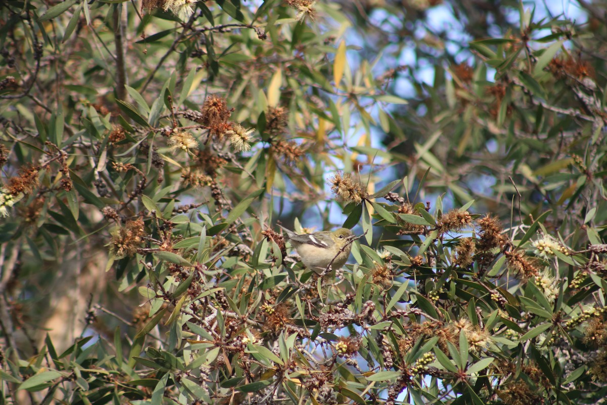 Bay-breasted Warbler - ML628400184