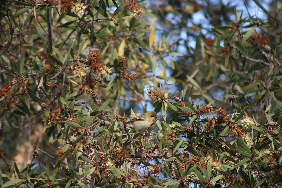 Bay-breasted Warbler - ML628400185