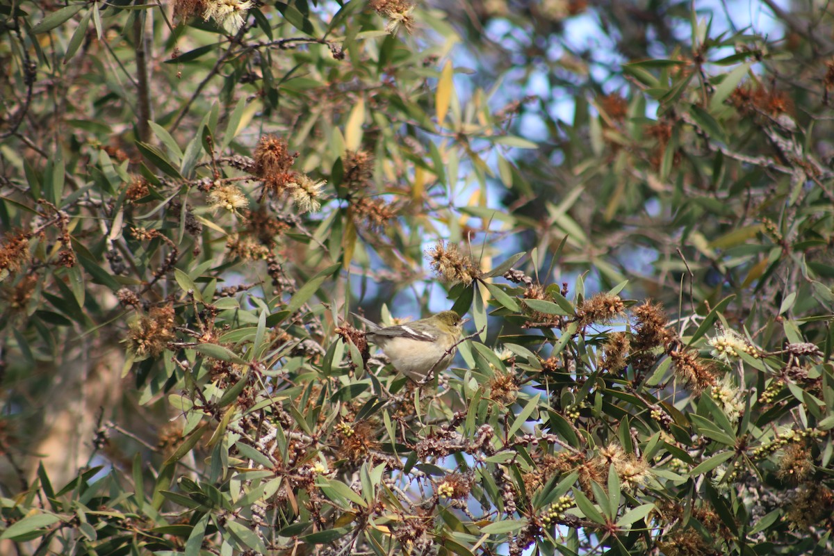 Bay-breasted Warbler - ML628400186
