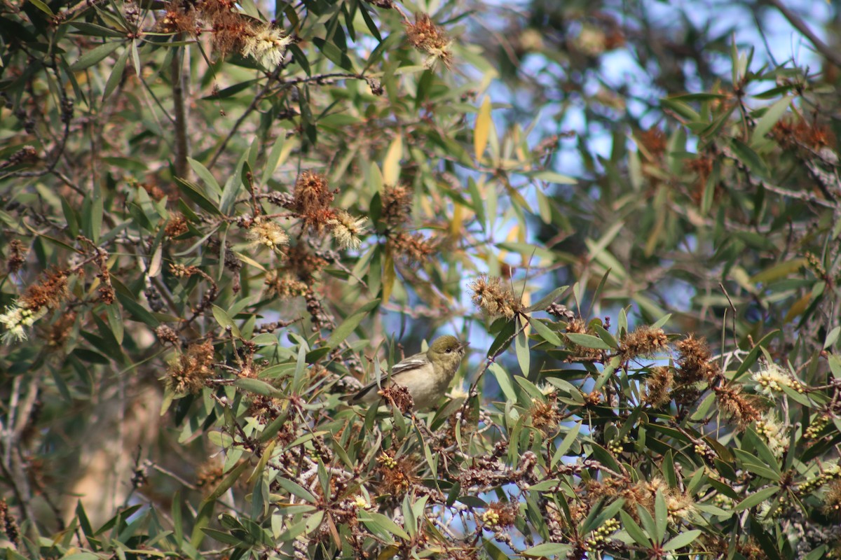 Bay-breasted Warbler - ML628400187