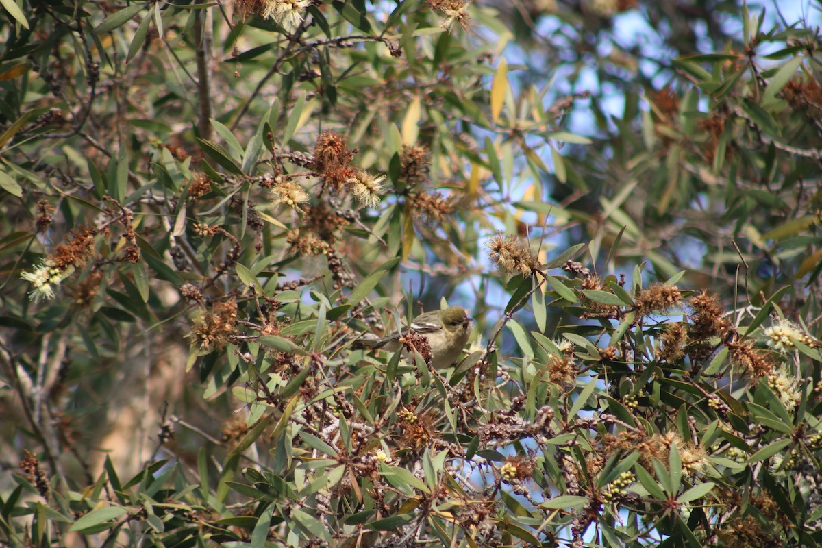 Bay-breasted Warbler - ML628400188