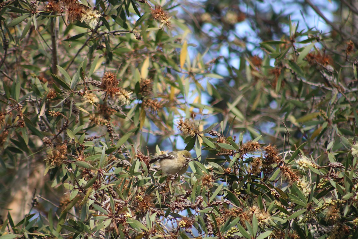 Bay-breasted Warbler - ML628400189