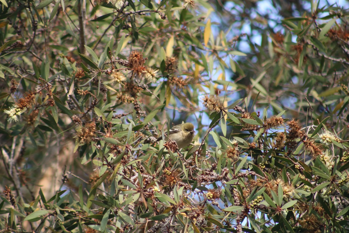 Bay-breasted Warbler - ML628400191