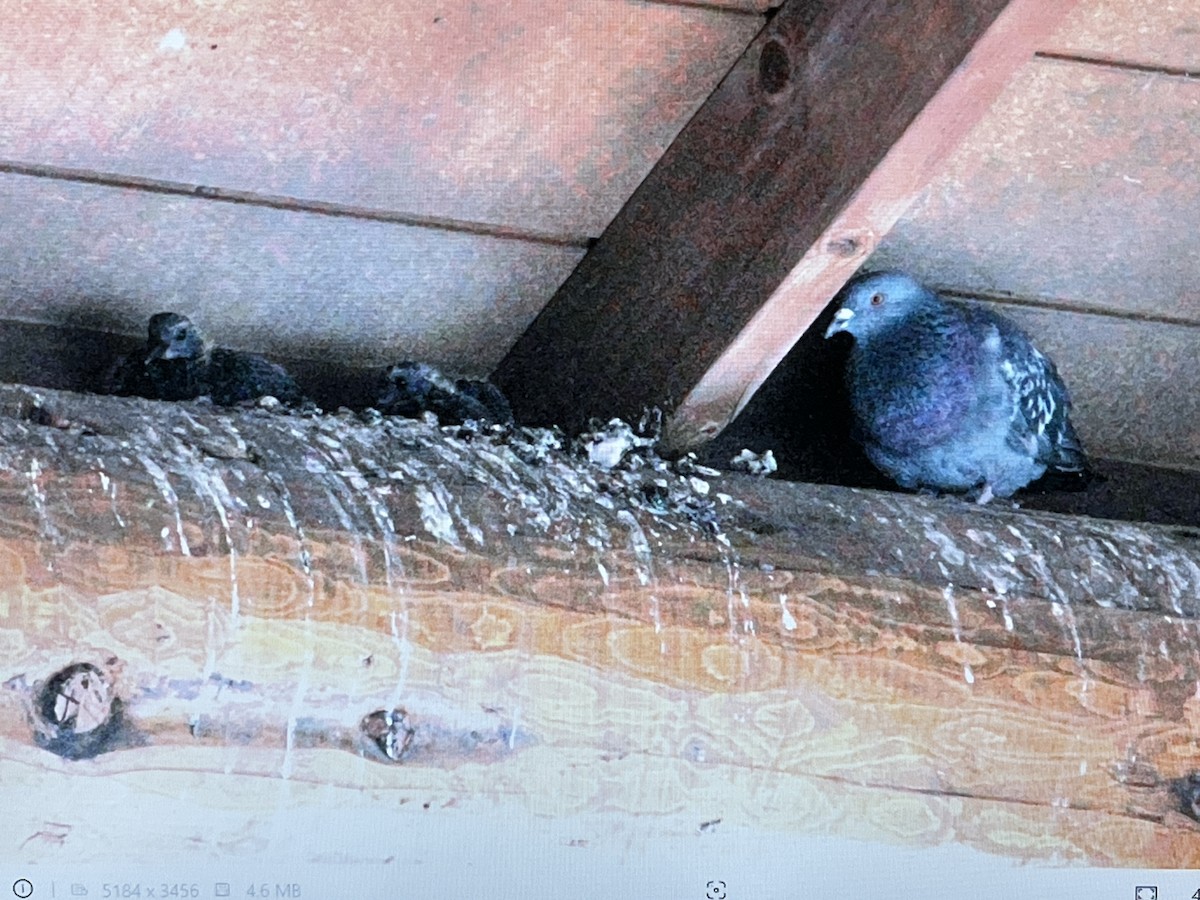 Rock Pigeon (Feral Pigeon) - ML628400456