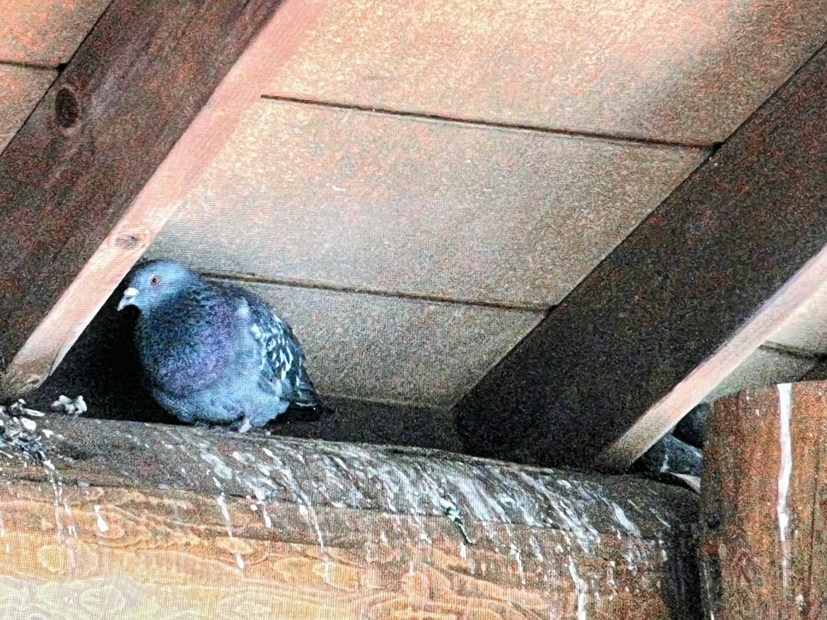 Rock Pigeon (Feral Pigeon) - ML628400457