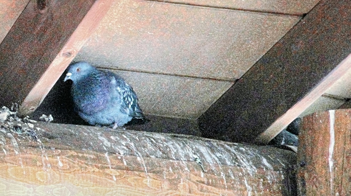Rock Pigeon (Feral Pigeon) - ML628400458