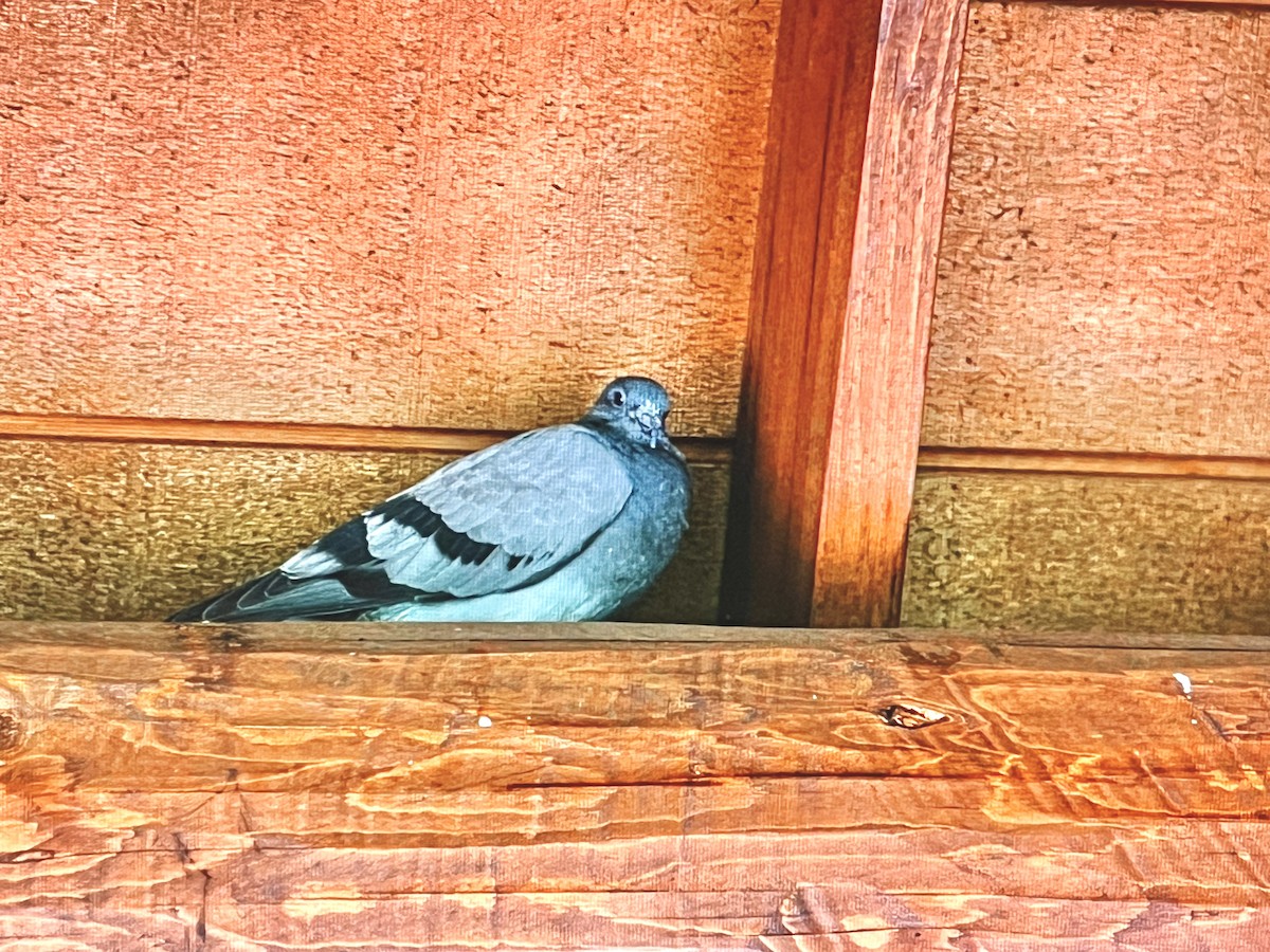 Rock Pigeon (Feral Pigeon) - ML628400459
