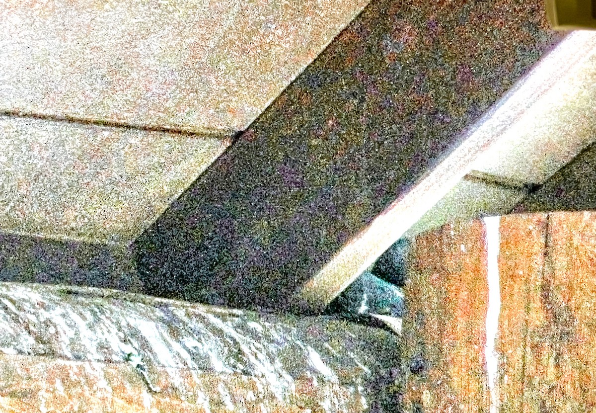 Rock Pigeon (Feral Pigeon) - ML628400460