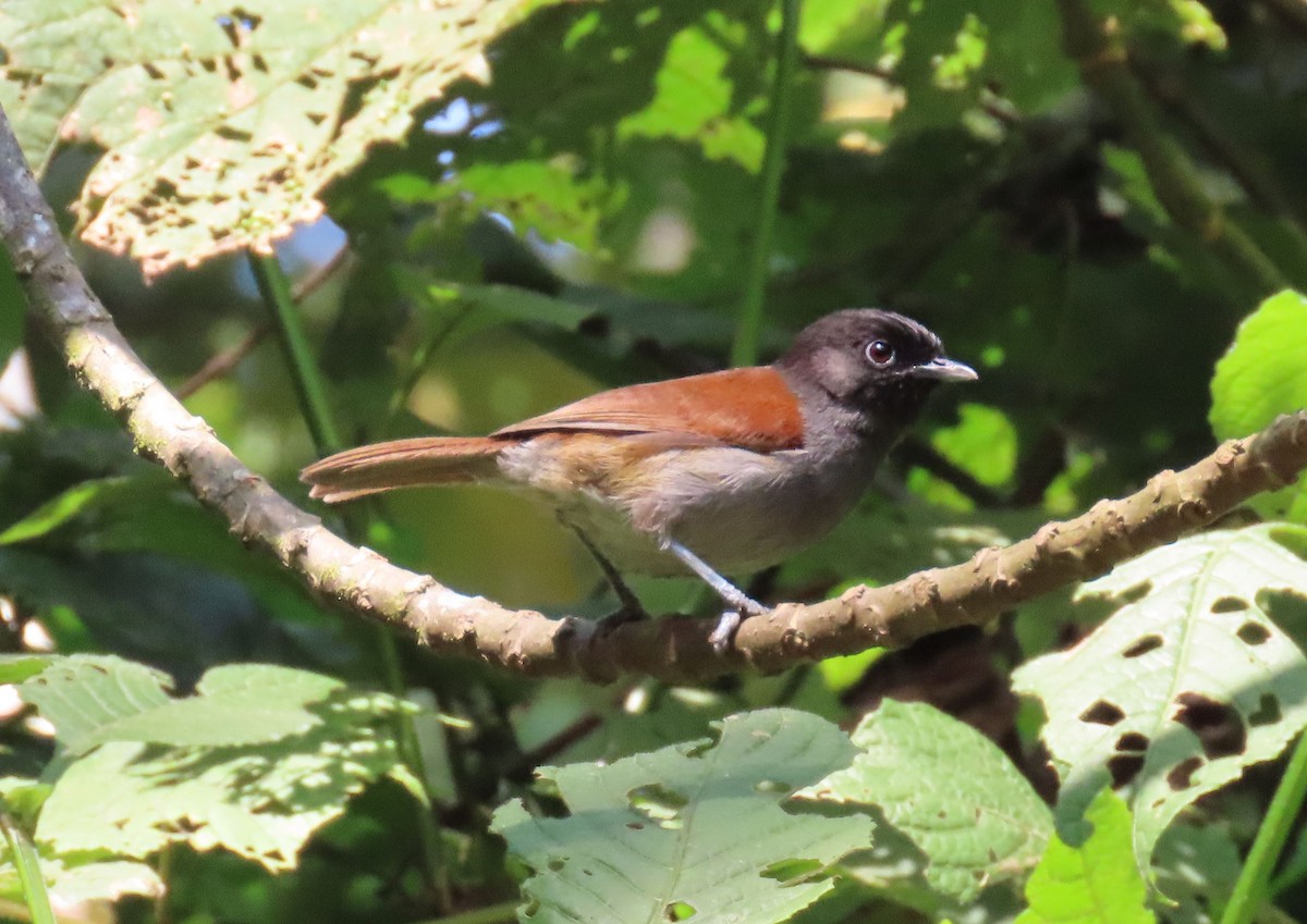 Rwenzori Hill Babbler - ML628400600