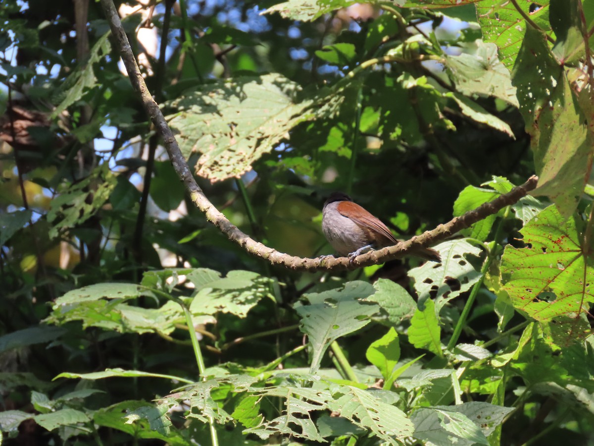 Rwenzori Hill Babbler - ML628400601