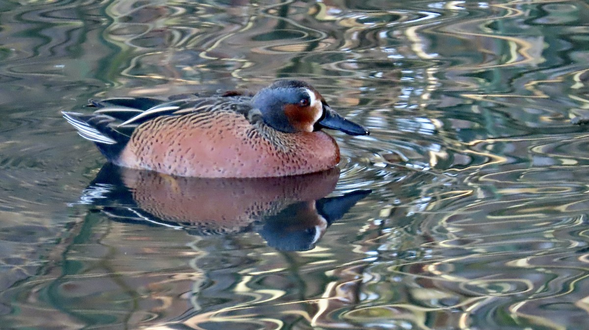 Blue-winged x Cinnamon Teal (hybrid) - ML628400732