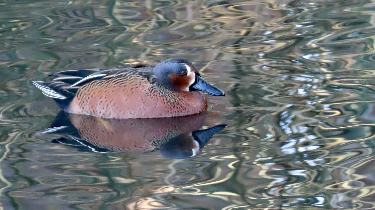 Blue-winged x Cinnamon Teal (hybrid) - ML628400733