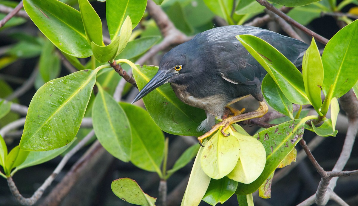 Striated Heron - ML628400737