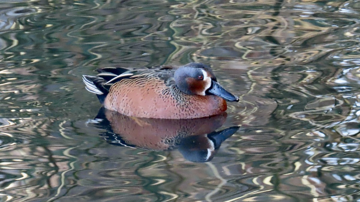 Blue-winged x Cinnamon Teal (hybrid) - ML628400738