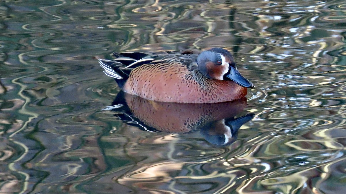 Blue-winged x Cinnamon Teal (hybrid) - ML628400740