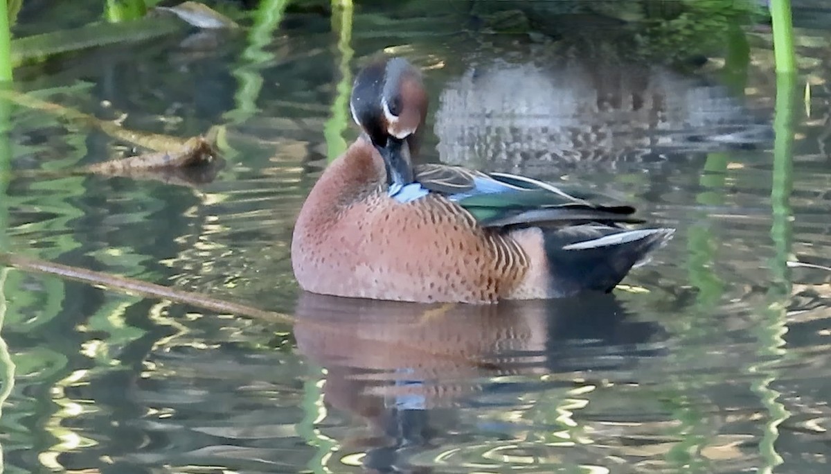 Blue-winged x Cinnamon Teal (hybrid) - ML628400751